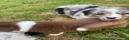 Miniature Australian Shepherd dogs for sale: Captain - Ad 23