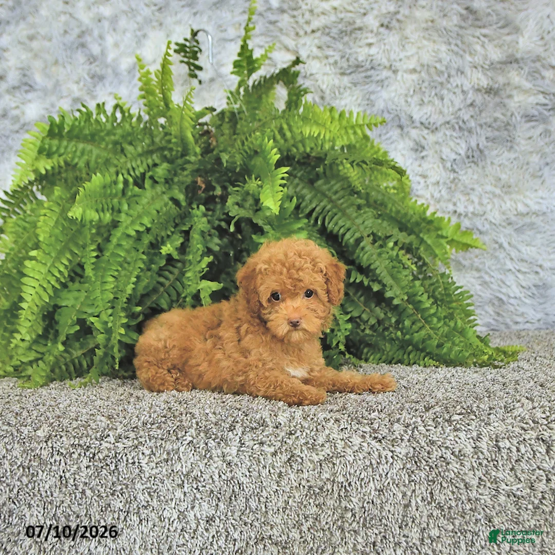 Toy Poodle dogs for sale: Mason Extra Small - Ad 1