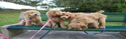 Goldendoodle dogs for sale: Goldendoodle Puppy 2 - Ad 5