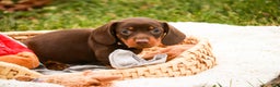 Miniature Dachshund dogs for sale: Barney - Ad 2