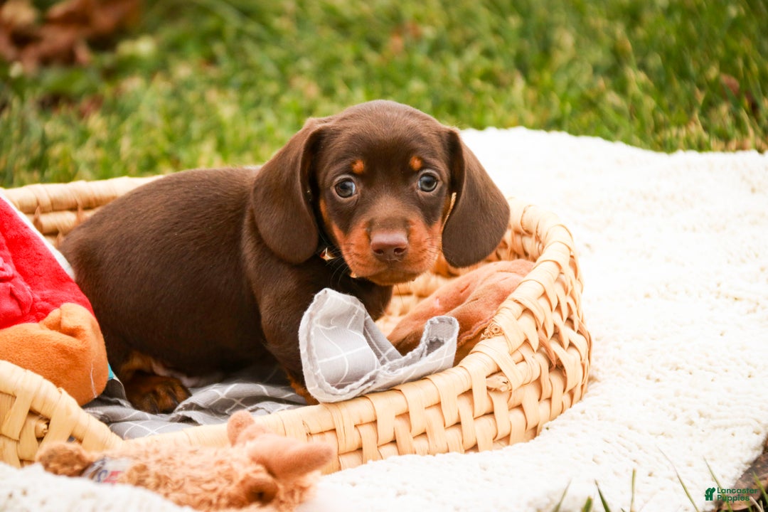 Miniature Dachshund dogs for sale: Barney - Ad 2