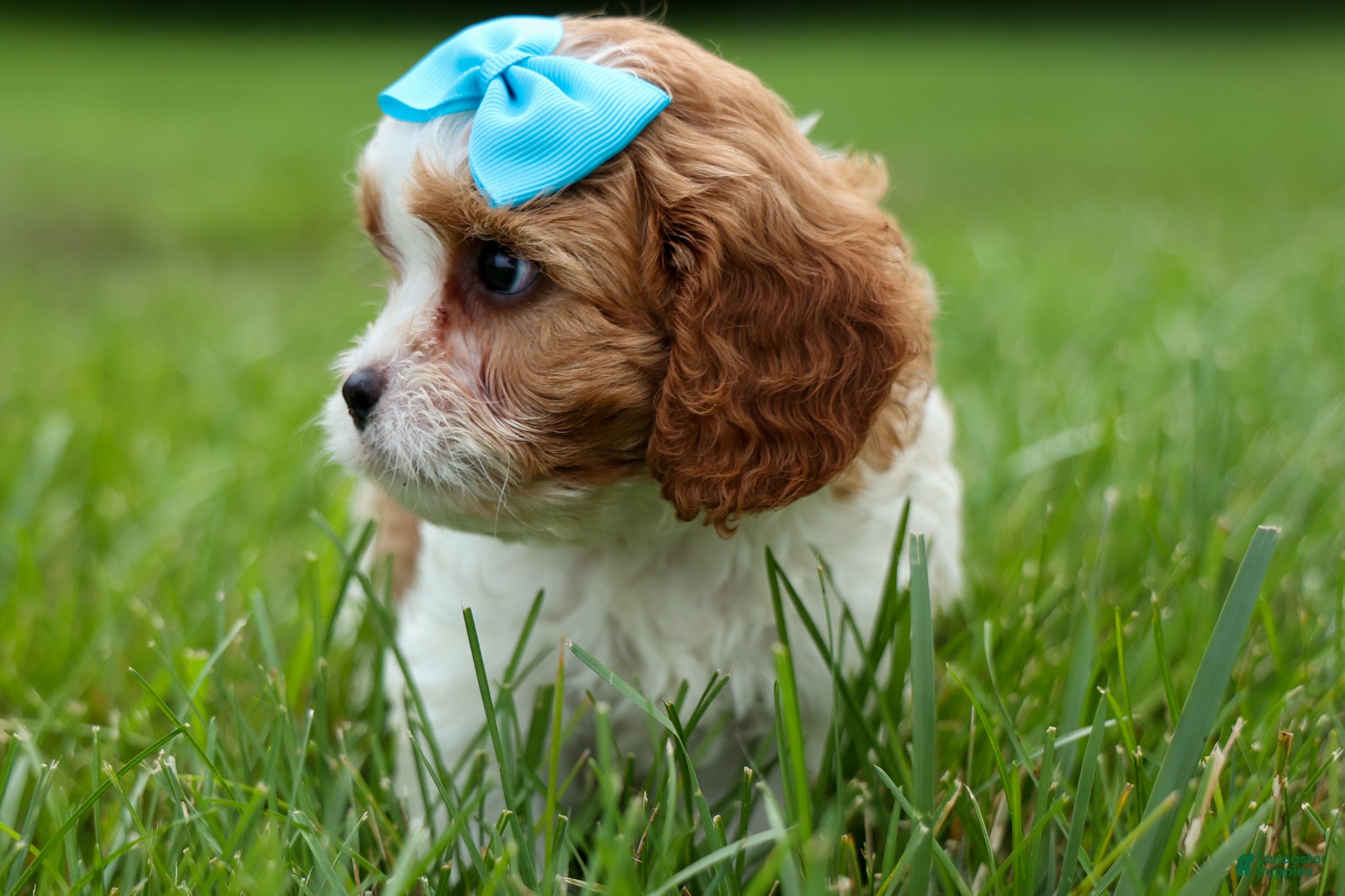 Cavapoo dogs Victor 🐾 - Ad 2