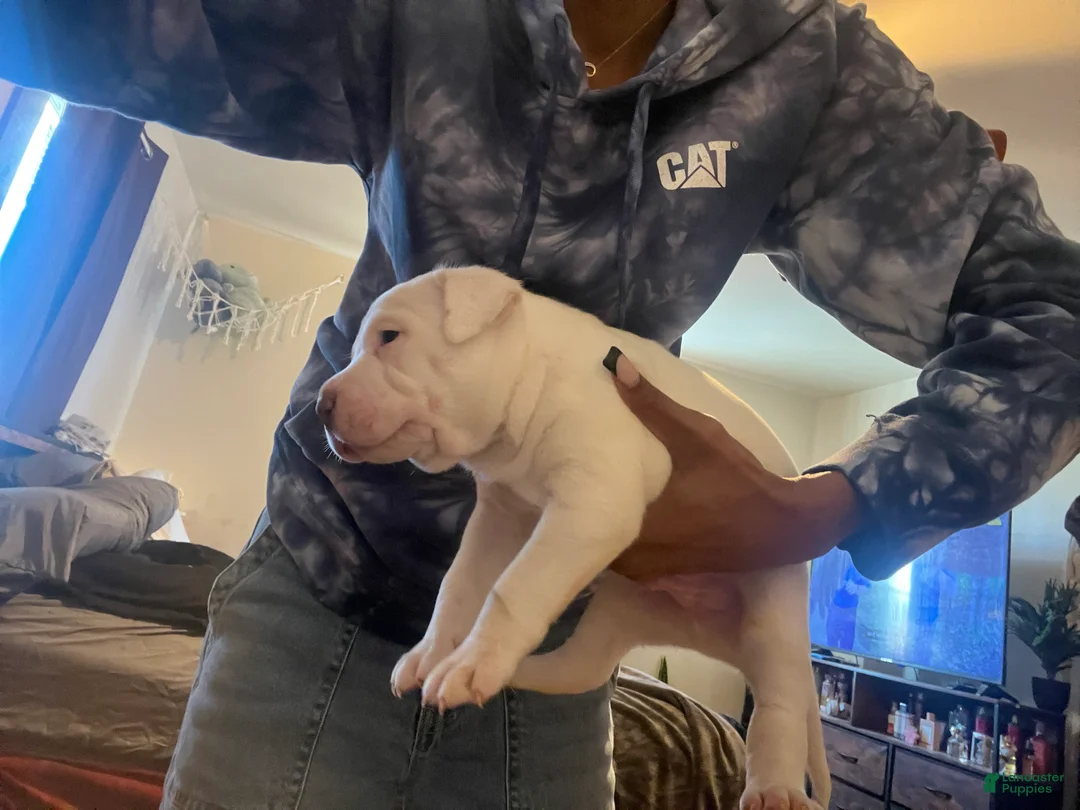 American Bully dogs for sale: American Bully Puppy 2 - Ad 3