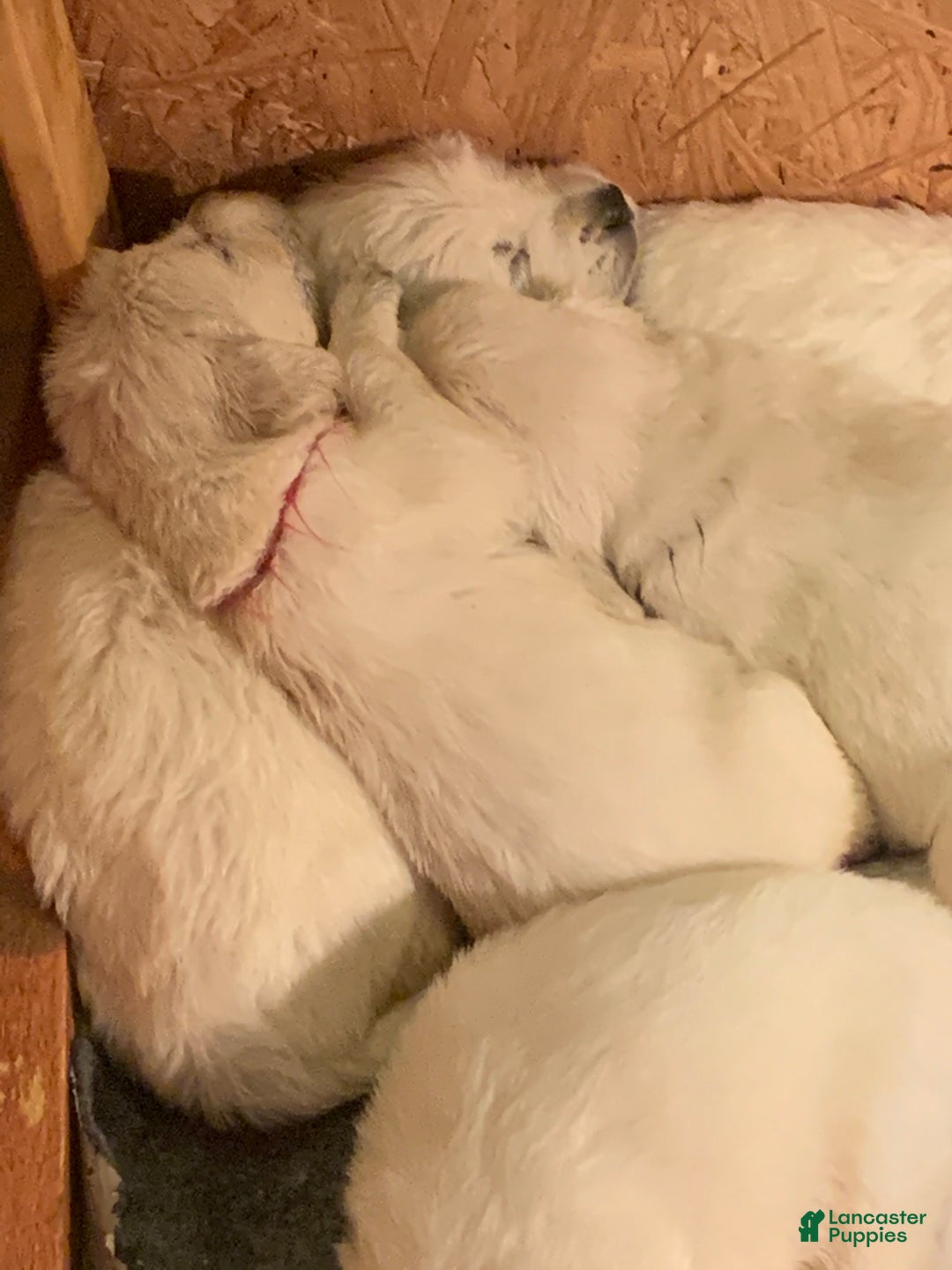 Golden Retriever dogs for sale: Pink collared female  - Ad 9