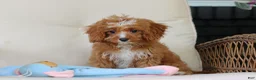 Cavapoo dogs for sale: Gracie - Ad 4