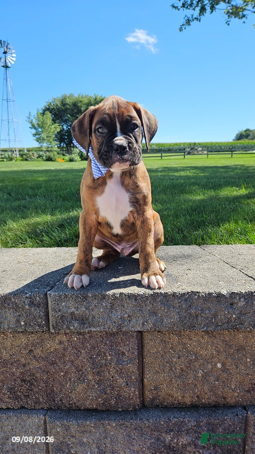 Boxer dogs Brock - Ad 2