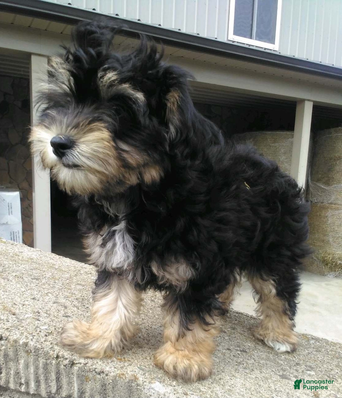 Yorkiepoo dogs Lacey - Ad 1