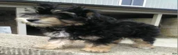 Yorkiepoo dogs for sale: Lacey - Ad 1