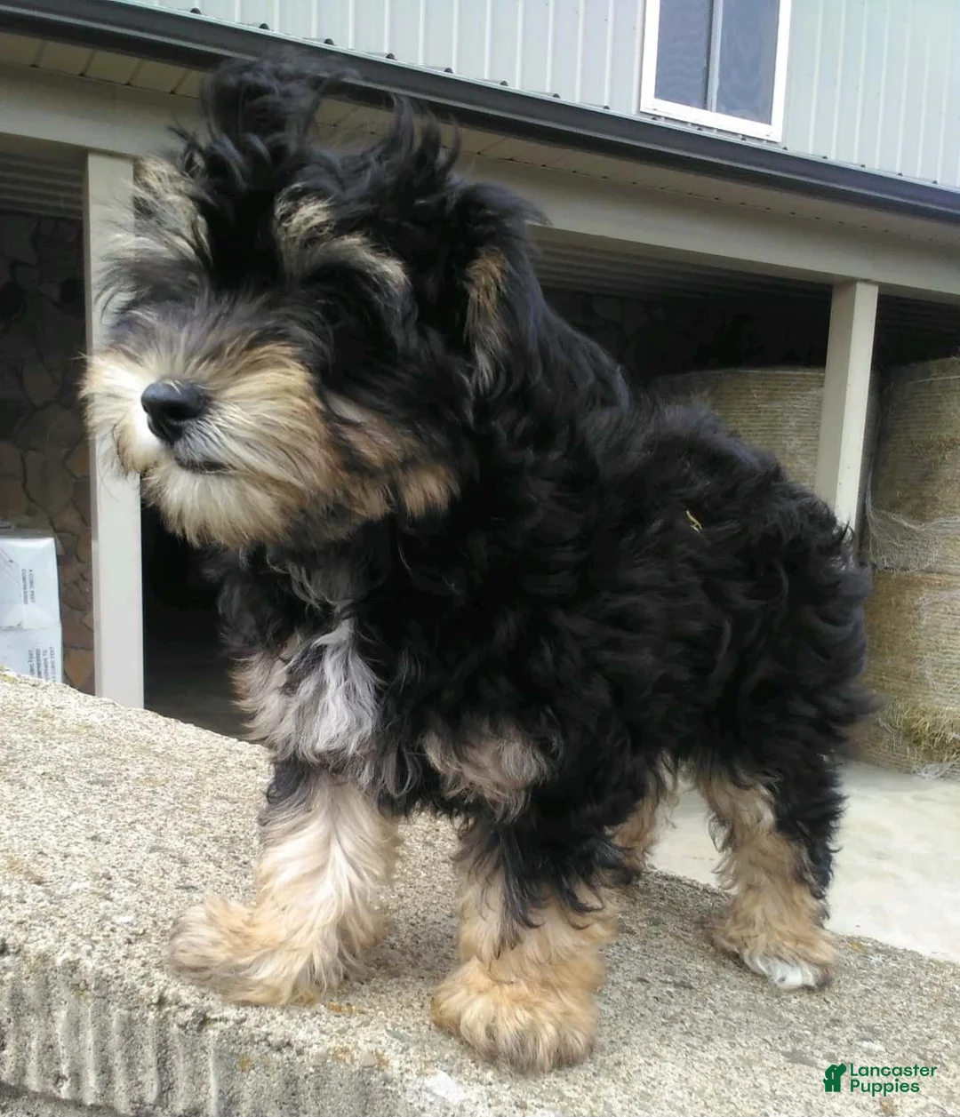 Yorkiepoo dogs for sale: Lacey - Ad 1