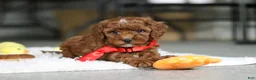 Cavapoo dogs for sale: Bear - Ad 13