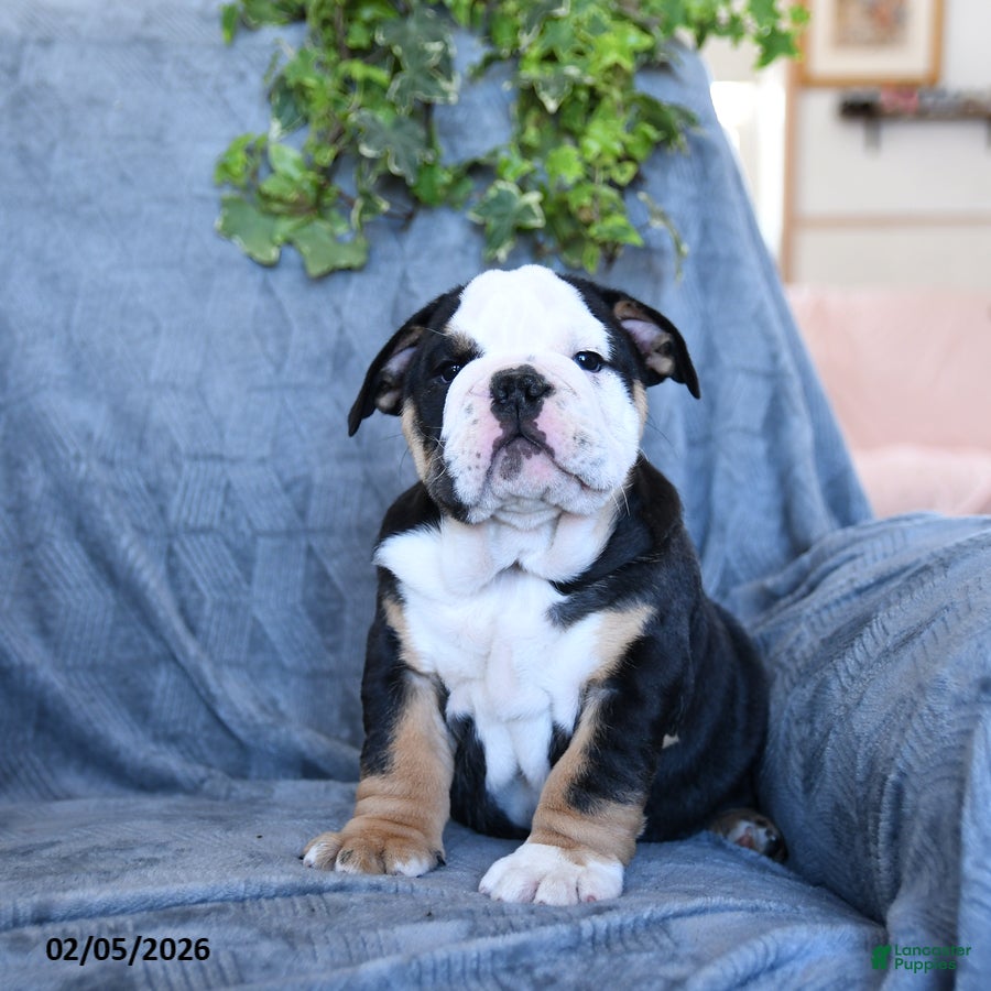 English Bulldog dogs Prince    - Ad 9