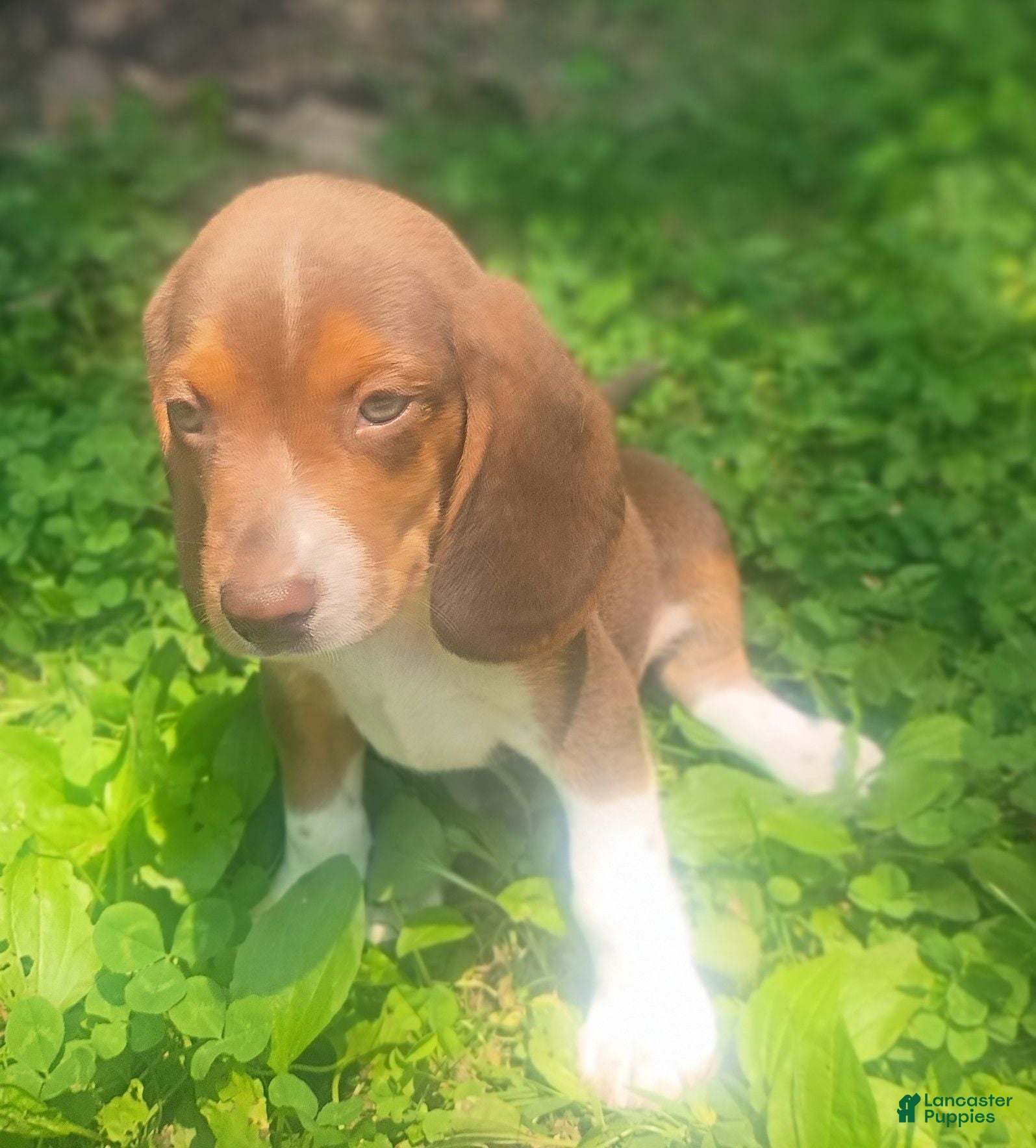 Beagle dogs Pockets  - Ad 4