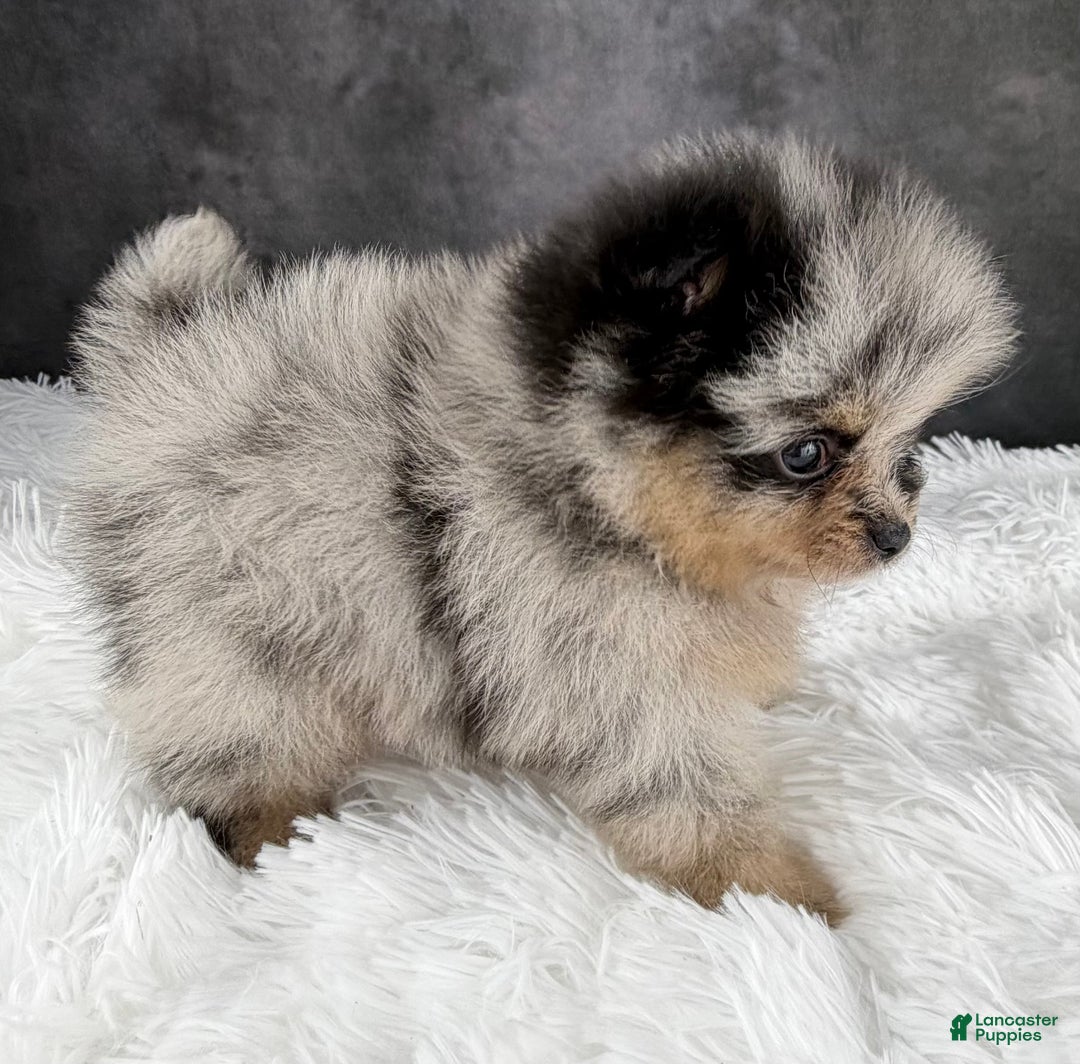 Pomeranian dogs for sale: Faith - Ad 2