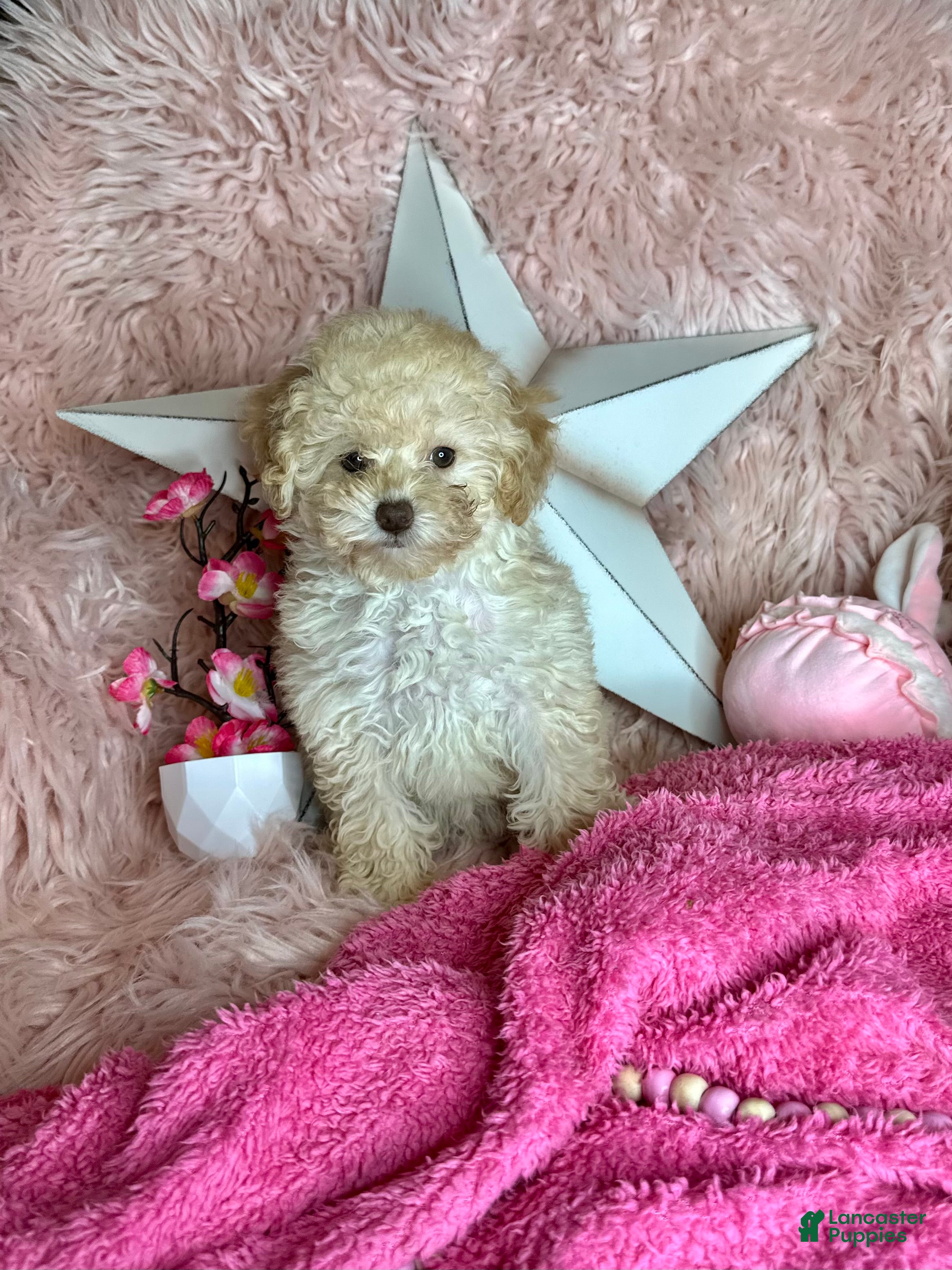 Toy Poodle dogs Rosemary - Ad 13