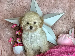 Toy Poodle dogs Rosemary - Ad 13