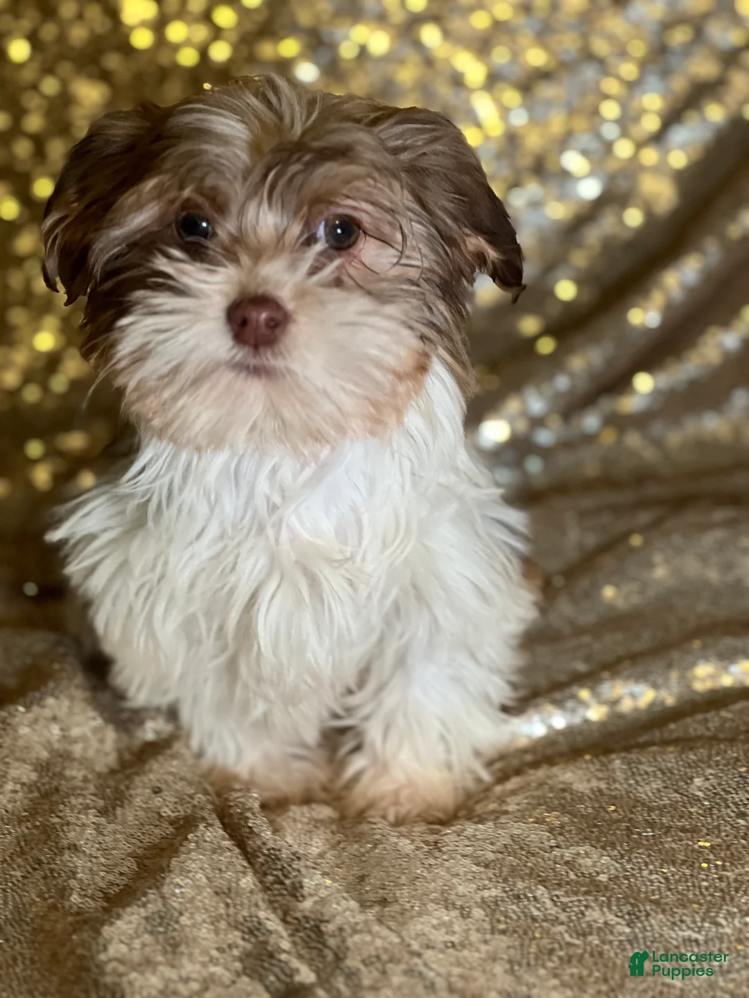 Havanese dogs for sale: Kisses - Ad 2