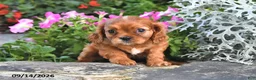 Cavalier King Charles Spaniel dogs for sale: Princess Diana - Ad 3