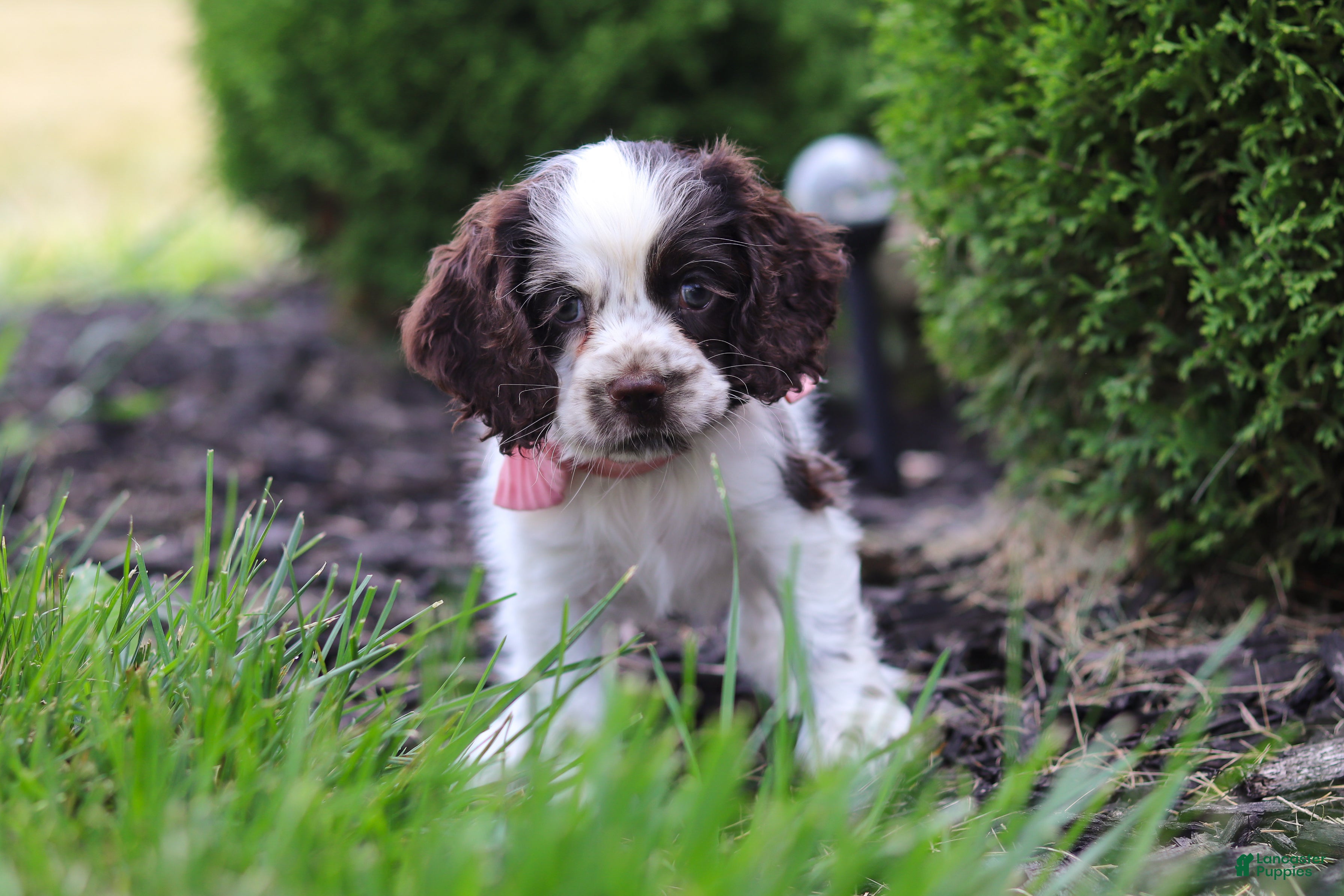 Cocker Spaniel dogs Byrdie - Ad 1