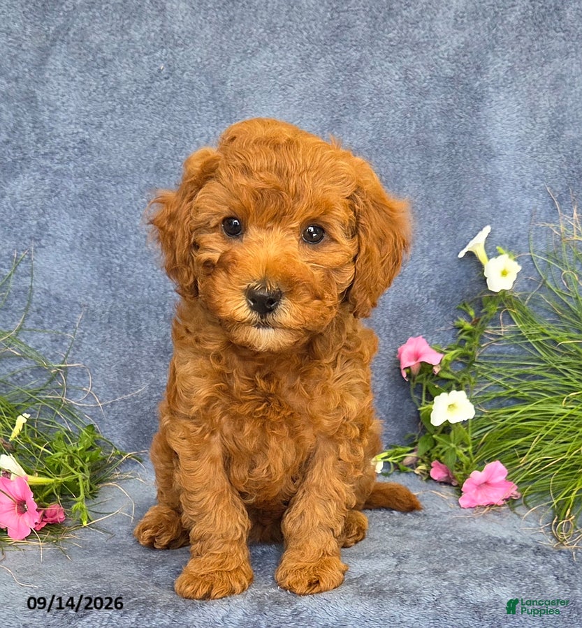 Cavapoo dogs Tulip - Ad 2