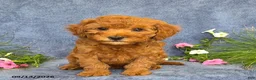 Cavapoo dogs for sale: Tulip - Ad 2