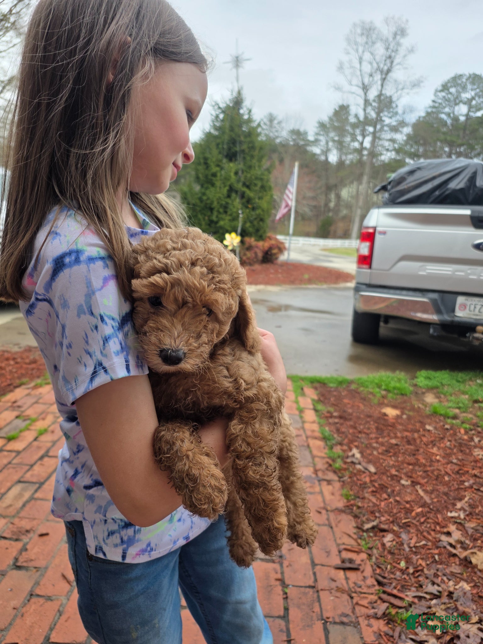 Mixed Breed dogs Mini Labradoodle Breed Puppy 6 - Ad 1