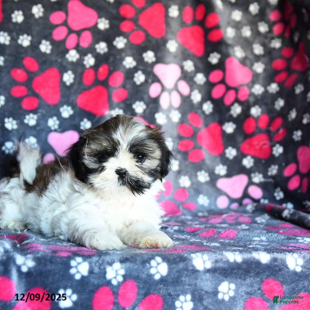 Shihpoo dogs for sale: Midge  - Ad 2