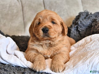 Golden Retriever dogs Darling Ellie - Ad 22