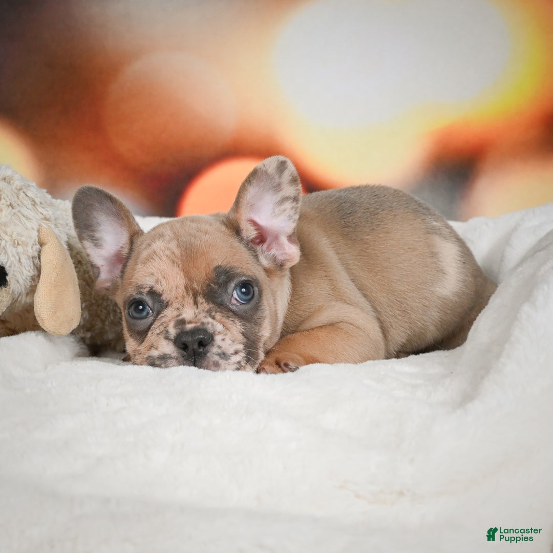 French Bulldog dogs for sale: Zeus - Ad 15