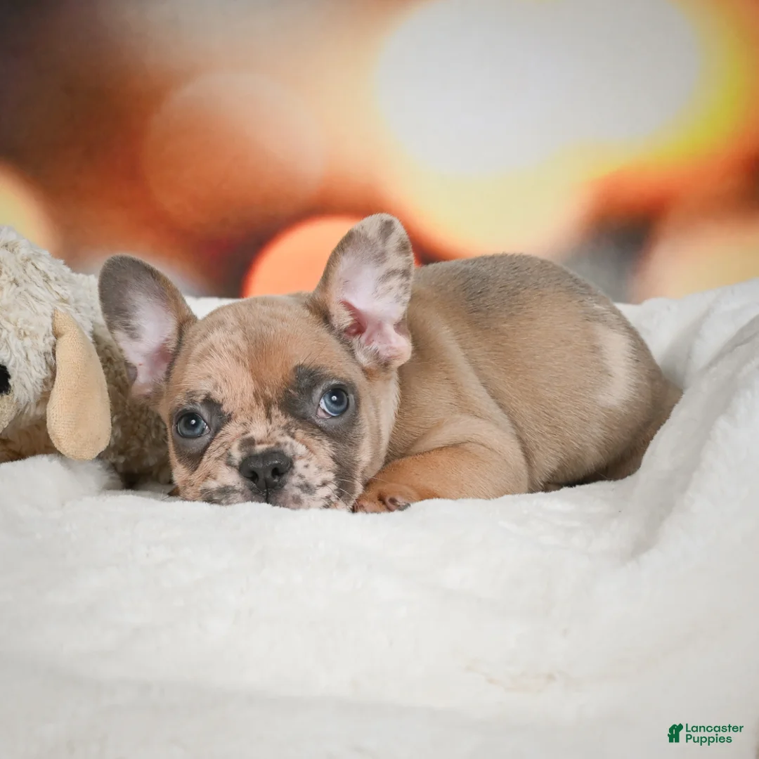 French Bulldog dogs for sale: Axel - Ad 15
