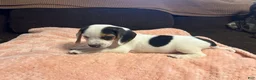 Beagle dogs for sale: Beagle 1 - Ad 4