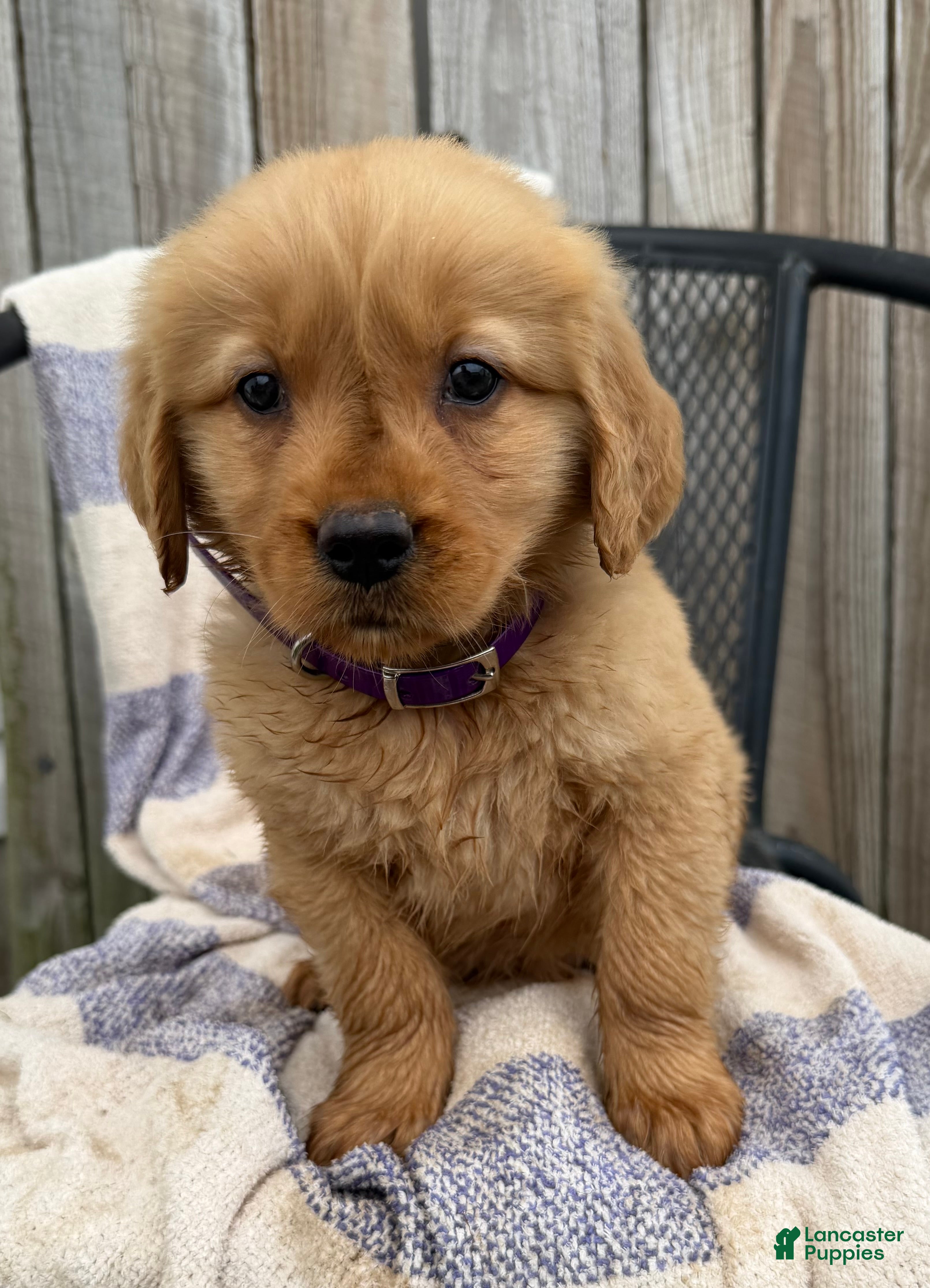 Golden Retriever dogs Daisy - Ad 1