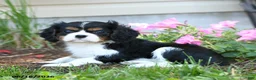 Cavalier King Charles Spaniel dogs for sale: Lizzy - Ad 3
