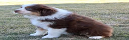 Australian Shepherd dogs for sale: Ivy - Ad 5
