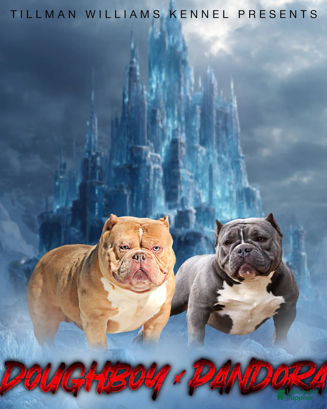 American Bully dogs for sale: White/Blue Male - Ad 6