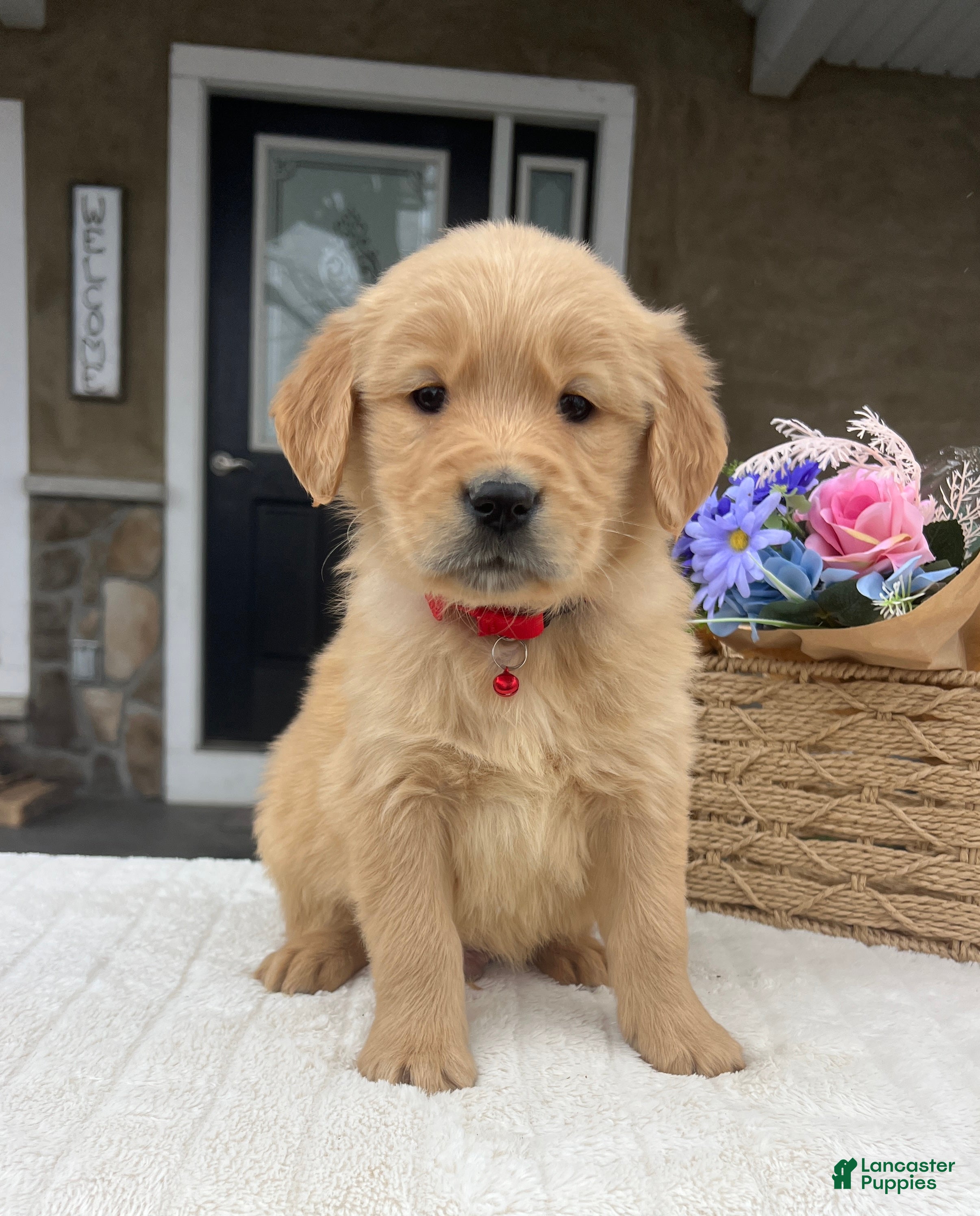 Golden Retriever dogs Denver - Ad 2