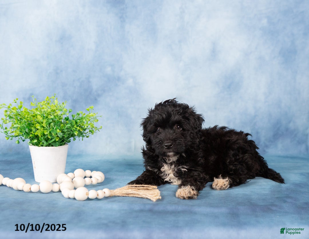 Mixed Breed dogs for sale: Malachi - Ad 5