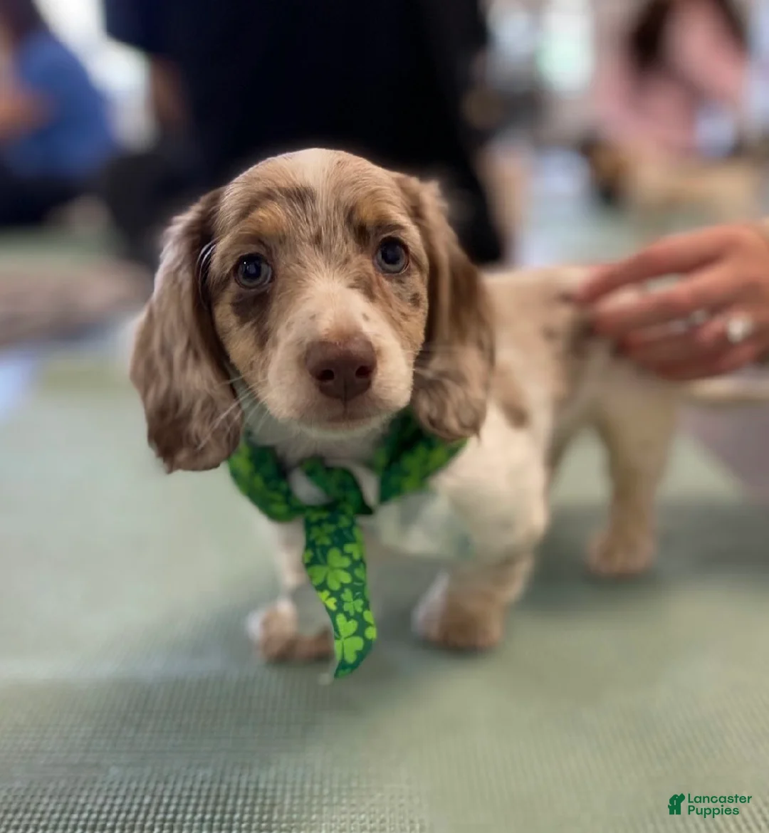 Miniature Dachshund dogs for sale: Wrigley - Ad 5