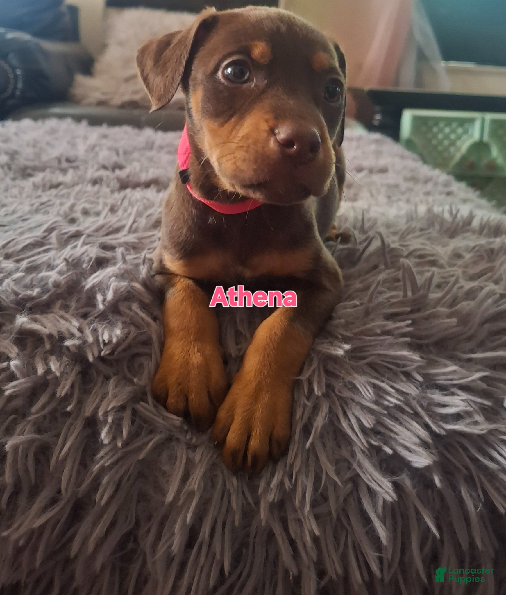 Mixed Breed Puppy 2