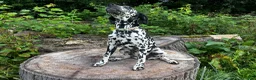 Dalmatian dogs for sale: Sydney - Ad 7