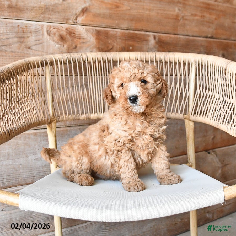 Mini Bernedoodle dogs Peanut  - Ad 4