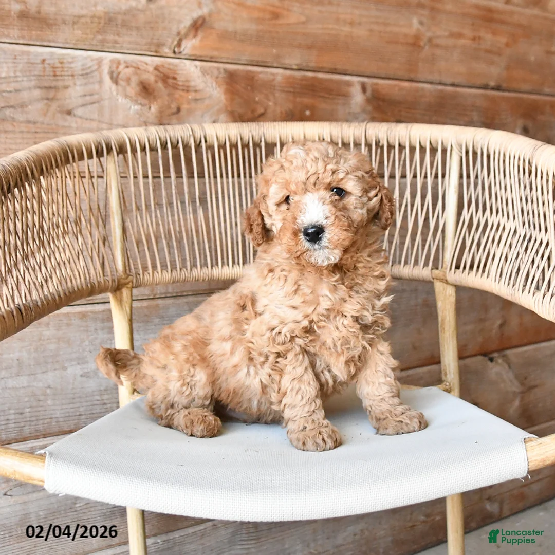 Mini Bernedoodle dogs for sale: Peanut  - Ad 1