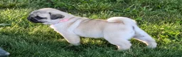 Pug dogs for sale: Clover - Ad 3