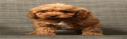 Cockapoo dogs for sale: Hazel - Ad 6