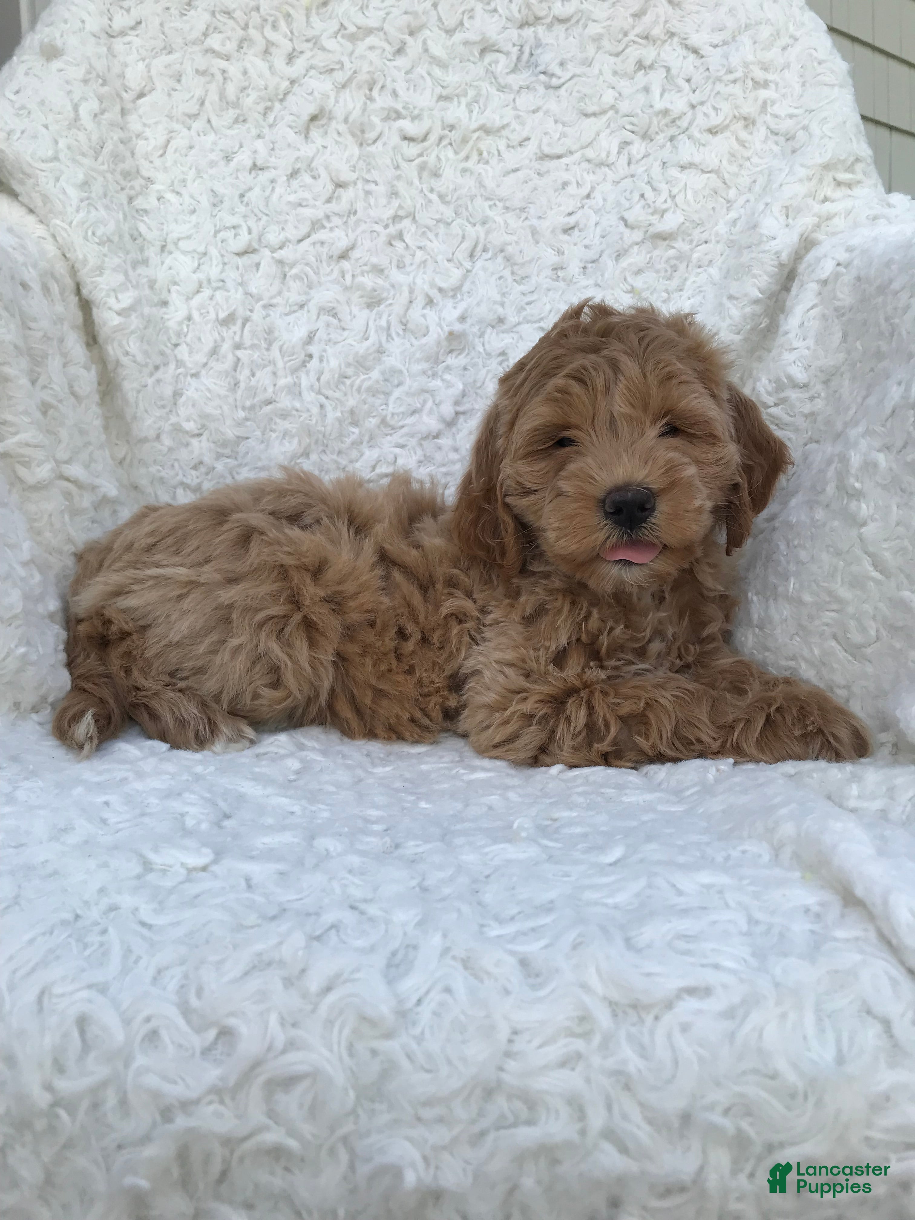 Mini Goldendoodle dogs Millie - Ad 1