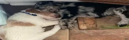 Aussiedoodle dogs for sale: Patches - Ad 3