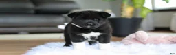 Akita dogs for sale: Champ - Ad 4