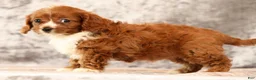 Cavapoo dogs for sale: Fancy - Ad 8