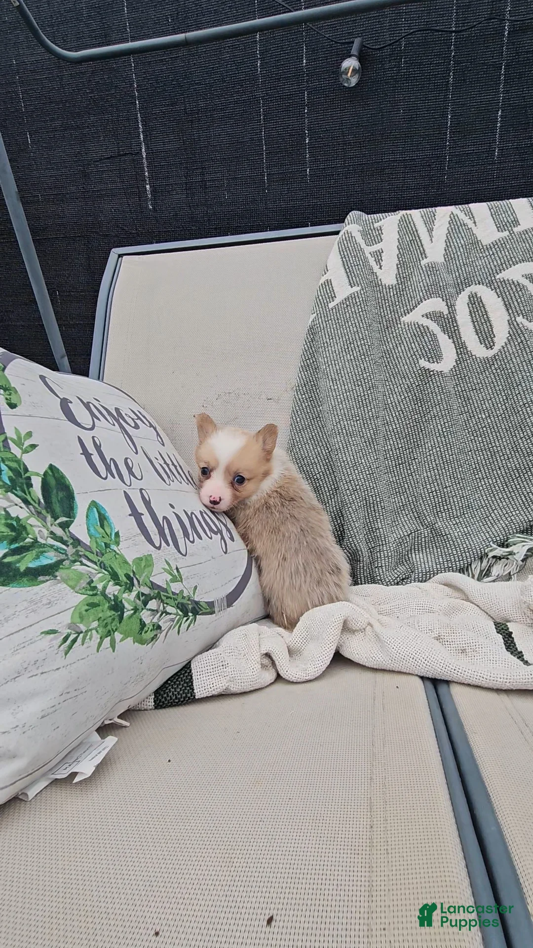 Mixed Breed dogs for sale: Rhea - Ad 2