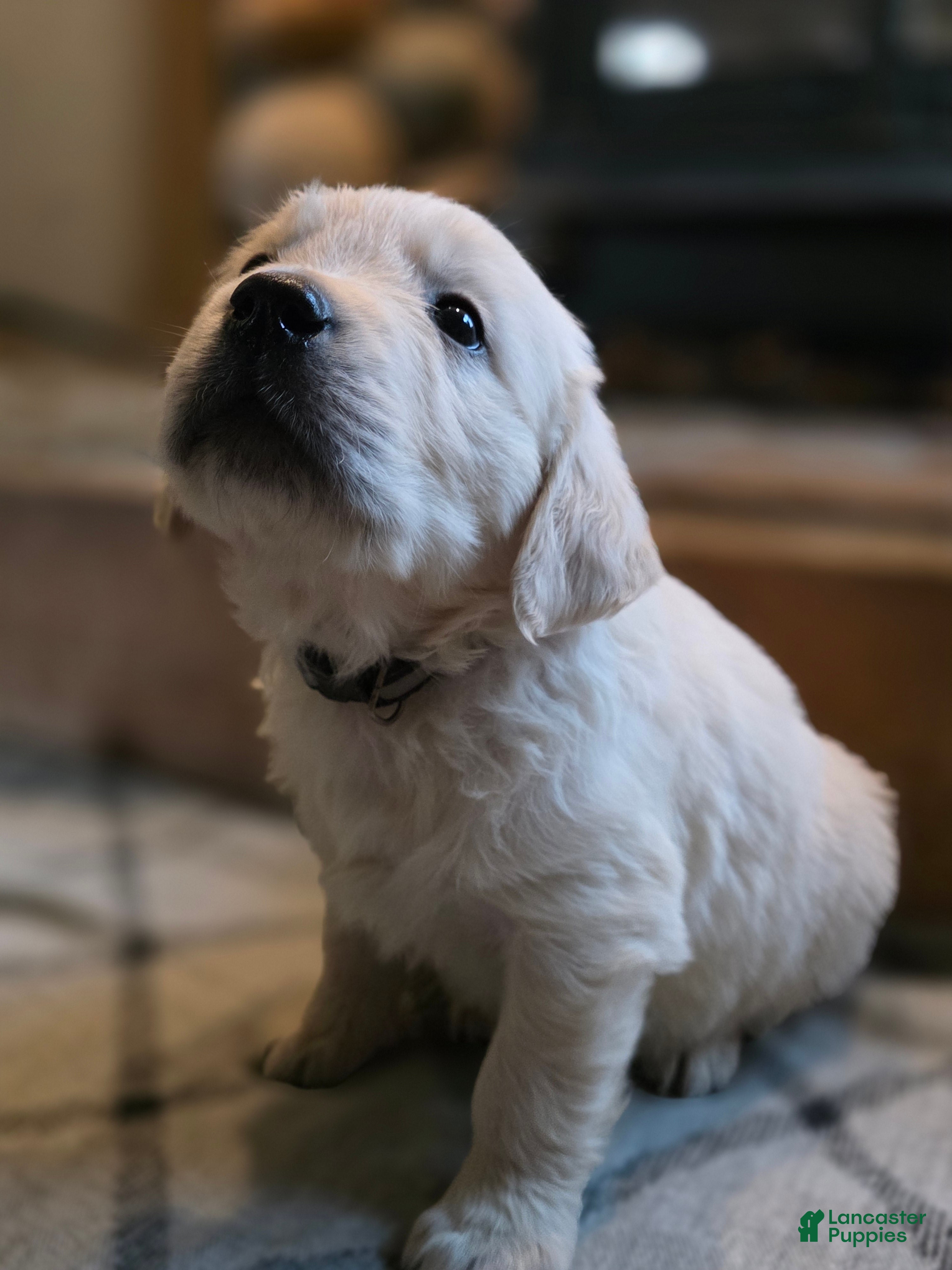 Golden Retriever dogs Chex, Champion Sired - Ad 1