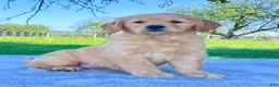 Golden Retriever dogs for sale: Ivy - Ad 3